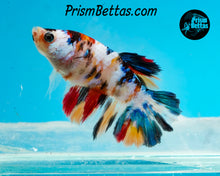 Load image into Gallery viewer, Candy Koi Halfmoon Female