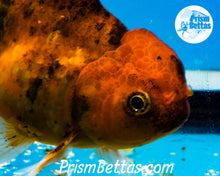 Load image into Gallery viewer, Goldcoin Longfinned Shogun Oranda ~2.5-3 inches (body only)