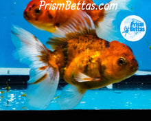 Load image into Gallery viewer, Goldcoin Longfinned Shogun Oranda ~2.5-3 inches (body only)