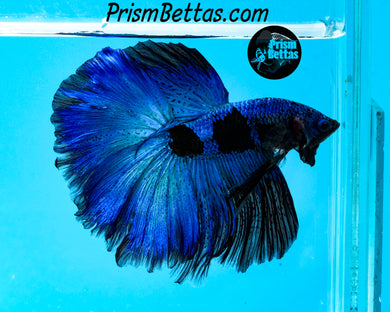 Blacklight Marble Halfmoon Female