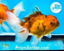 Load image into Gallery viewer, Goldcoin Longfinned Shogun Oranda ~2.5-3 inches (body only)