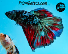 Load image into Gallery viewer, Blackstar Halfmoon Male