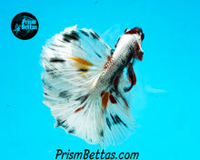 Load image into Gallery viewer, Copper Marble Halfmoon Male