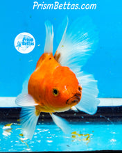 Load image into Gallery viewer, Longfinned Shogun Oranda ~2.5-3 inches (body only)