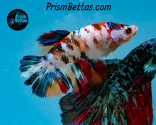 Load image into Gallery viewer, Candy Koi Halfmoon Female