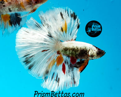 Copper Marble Halfmoon Male