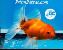 Load image into Gallery viewer, Longfinned Shogun Oranda ~2.5-3 inches (body only)