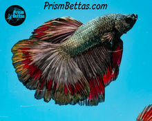 Load image into Gallery viewer, Red Copper Halfmoon Male
