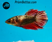 Load image into Gallery viewer, Red Copper Marble Halfmoon Female