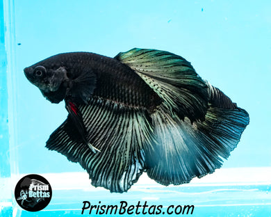 Copper Blacklight Halfmoon Male