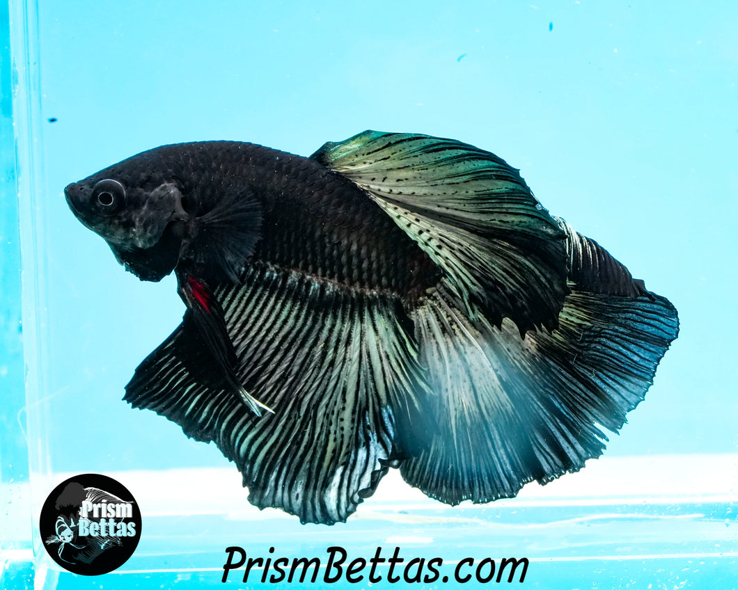 Copper Blacklight Halfmoon Male