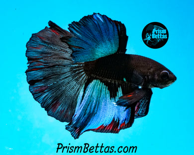 Blacklight Halfmoon Male