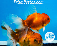 Load image into Gallery viewer, Longfinned Shogun Oranda ~2.5-3 inches (body only)