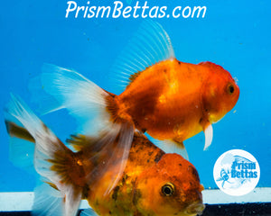 Longfinned Shogun Oranda ~2.5-3 inches (body only)