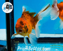 Load image into Gallery viewer, Goldcoin Longfinned Shogun Oranda ~2.5-3 inches (body only)