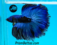 Load image into Gallery viewer, Blacklight Marble Halfmoon Female