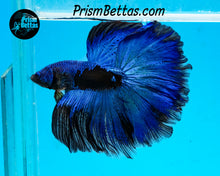 Load image into Gallery viewer, Blacklight Marble Halfmoon Female