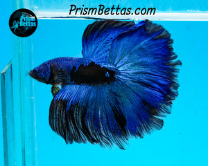 Blacklight Marble Halfmoon Female
