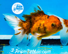 Load image into Gallery viewer, Goldcoin Longfinned Shogun Oranda ~2.5-3 inches (body only)