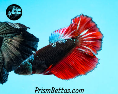 Red Devil Samurai Halfmoon Female