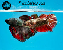 Load image into Gallery viewer, Red Copper Halfmoon Male