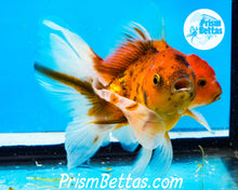 Load image into Gallery viewer, Goldcoin Longfinned Shogun Oranda ~2.5-3 inches (body only)