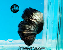 Load image into Gallery viewer, Copper Blacklight Halfmoon Male