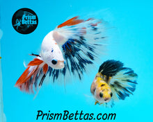 Load image into Gallery viewer, Yellow Koi Halfmoon Female Buy 4 Get 1 Free