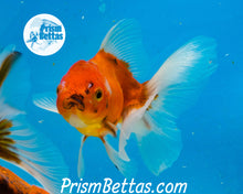 Load image into Gallery viewer, Longfinned Shogun Oranda ~2.5-3 inches (body only)