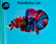 Load image into Gallery viewer, Red Koi Halfmoon Plakat Male