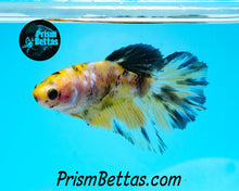 Load image into Gallery viewer, Yellow Koi Halfmoon Female Buy 4 Get 1 Free