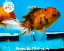 Load image into Gallery viewer, Goldcoin Longfinned Shogun Oranda ~2.5-3 inches (body only)