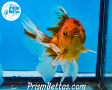 Load image into Gallery viewer, Goldcoin Longfinned Shogun Oranda ~2.5-3 inches (body only)