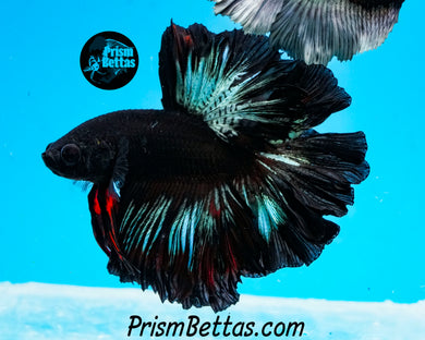 Blacklight Rosetail Halfmoon Male