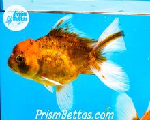 Load image into Gallery viewer, Goldcoin Longfinned Shogun Oranda ~2.5-3 inches (body only)