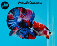 Load image into Gallery viewer, Red Koi Halfmoon Plakat Male