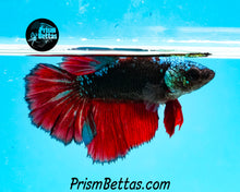 Load image into Gallery viewer, Red Devil Samurai Halfmoon Female