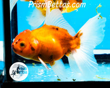 Load image into Gallery viewer, Longfinned Shogun Oranda ~2.5-3 inches (body only)