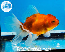 Load image into Gallery viewer, Longfinned Shogun Oranda ~2.5-3 inches (body only)