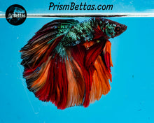 Load image into Gallery viewer, Rainbow Marble Halfmoon Male