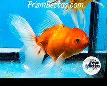 Load image into Gallery viewer, Longfinned Shogun Oranda ~2.5-3 inches (body only)