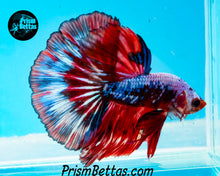 Load image into Gallery viewer, Marble Halfmoon Male