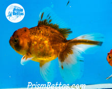 Load image into Gallery viewer, Goldcoin Longfinned Shogun Oranda ~2.5-3 inches (body only)