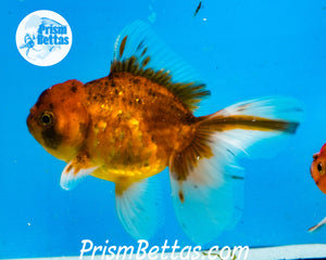 Goldcoin Longfinned Shogun Oranda ~2.5-3 inches (body only)