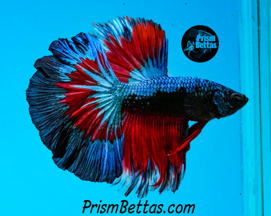 Samurai Marble Butterfly Halfmoon Male