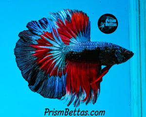 Samurai Marble Butterfly Halfmoon Male