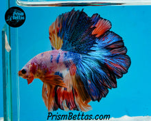 Load image into Gallery viewer, Rainbow Marble Rosetail Halfmoon Male