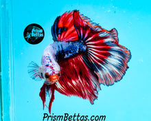 Load image into Gallery viewer, Marble Halfmoon Male