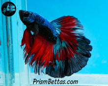 Load image into Gallery viewer, Samurai Marble Butterfly Halfmoon Male