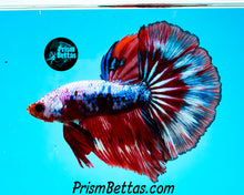 Load image into Gallery viewer, Marble Halfmoon Male